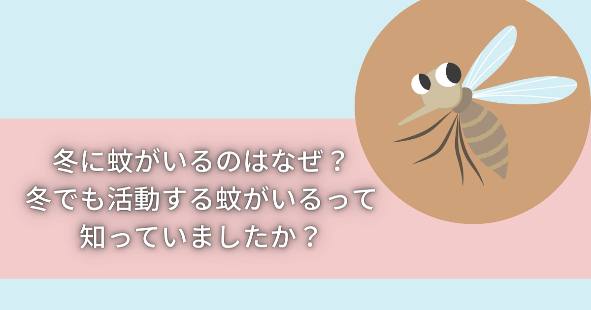 冬に蚊がいるのはなぜ？冬でも活動する蚊がいるって知っていましたか？